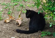 Дворы старого Сельмаша