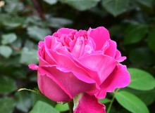 Первые розы 2025