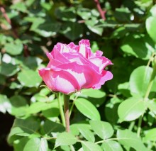 Первые розы 2025