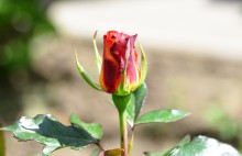 Первые розы 2025