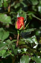 Первые розы 2025