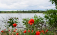На стрелке Дона и Аксая в середине мая