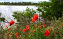 На стрелке Дона и Аксая в середине мая