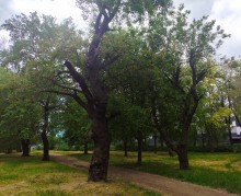 Старый питомник в парке им. Н. Островского