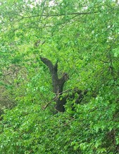 Старый питомник в парке им. Н. Островского