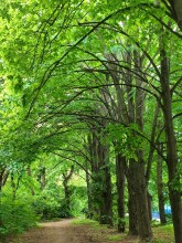 Старый питомник в парке им. Н. Островского