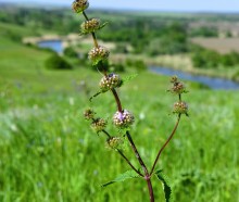 Весна на Кагальнике, на Осадной горе, буйное цветение трав