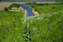 Весна на Кагальнике, на Осадной горе, буйное цветение трав