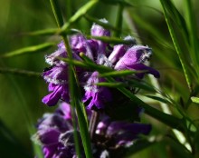 Весна на Кагальнике, на Осадной горе, буйное цветение трав