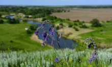 Весна на Кагальнике, на Осадной горе, буйное цветение трав