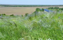 Весна на Кагальнике, на Осадной горе, буйное цветение трав