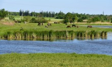 Весна на Кагальнике