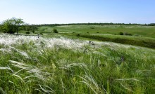 Весна на Кагальнике, на Осадной горе, буйное цветение трав