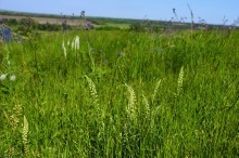 Весна на Кагальнике, на Осадной горе, буйное цветение трав