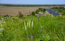 Весна на Кагальнике, на Осадной горе, буйное цветение трав