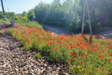 Маки у железной дороги в Аксае