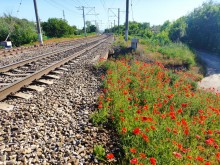 Маки у железной дороги в Аксае
