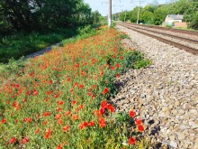 Маки у железной дороги в Аксае
