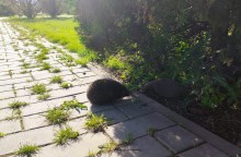 Ёжики на бульваре Комарова