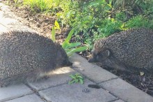 Ёжики на бульваре Комарова