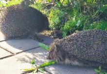 Ёжики на бульваре Комарова