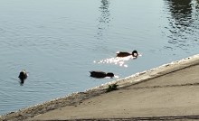 Рыбы, птицы и рыбаки, в первые дни июня на берегу Северного водохранилища