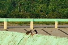 Рыбы, птицы и рыбаки, в первые дни июня на берегу Северного водохранилища