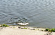 Рыбы, птицы и рыбаки, в первые дни июня на берегу Северного водохранилища