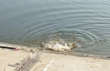 Рыбы, птицы и рыбаки, в первые дни июня на берегу Северного водохранилища