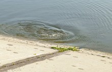 Рыбы, птицы и рыбаки, в первые дни июня на берегу Северного водохранилища