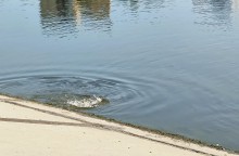 Рыбы, птицы и рыбаки, в первые дни июня на берегу Северного водохранилища