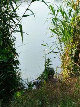 Рыбы, птицы и рыбаки, в первые дни июня на берегу Северного водохранилища