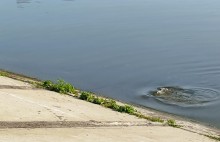 Рыбы, птицы и рыбаки, в первые дни июня на берегу Северного водохранилища