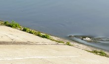 Рыбы, птицы и рыбаки, в первые дни июня на берегу Северного водохранилища