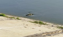 Рыбы, птицы и рыбаки, в первые дни июня на берегу Северного водохранилища