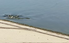 Рыбы, птицы и рыбаки, в первые дни июня на берегу Северного водохранилища