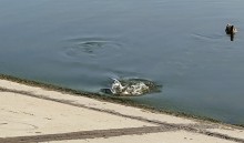 Рыбы, птицы и рыбаки, в первые дни июня на берегу Северного водохранилища