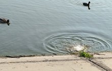 Рыбы, птицы и рыбаки, в первые дни июня на берегу Северного водохранилища