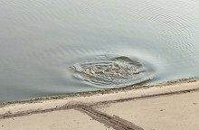 Рыбы, птицы и рыбаки, в первые дни июня на берегу Северного водохранилища