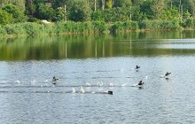Рыбы, птицы и рыбаки, в первые дни июня на берегу Северного водохранилища
