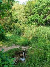 Рыбы, птицы и рыбаки, в первые дни июня на берегу Северного водохранилища