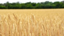 Пшеница