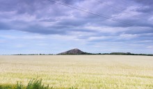 Террикон, пшеница, пижма 