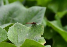 Летний день на Калитве у старой мельницы и брода между Ильинкой и Анновко