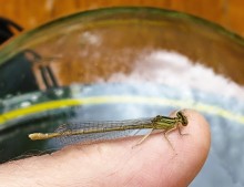 Летний день на Калитве у старой мельницы и брода между Ильинкой и Анновко