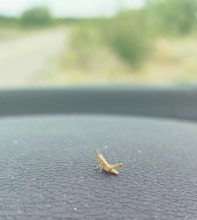 Летний день на Калитве у старой мельницы и брода между Ильинкой и Анновко