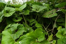 Летний день на Калитве у старой мельницы и брода между Ильинкой и Анновко