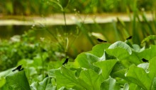 Летний день на Калитве у старой мельницы и брода между Ильинкой и Анновко