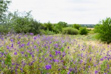 Летний день на Калитве у старой мельницы и брода между Ильинкой и Анновко
