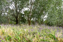 Летний день на Калитве у старой мельницы и брода между Ильинкой и Анновко